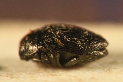 <i>Trachys quercicola</i>