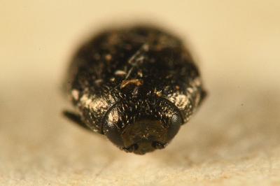 <i>Trachys quercicola</i>