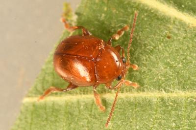<i>Sphaeroderma testaceum</i>