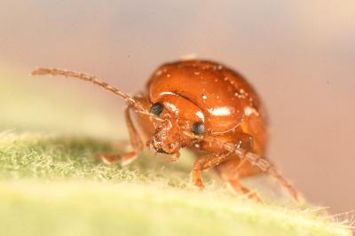 <i>Sphaeroderma testaceum</i>