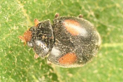 <i>Scymnus bivulnerus</i>