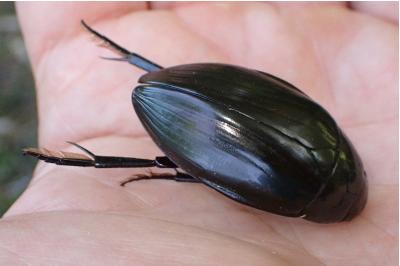 <i>Hydrophilus piceus</i>