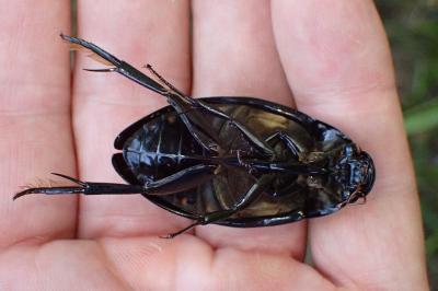 <i>Hydrophilus piceus</i>