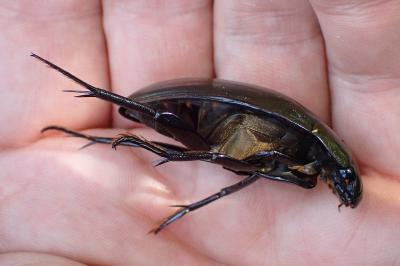 <i>Hydrophilus piceus</i>
