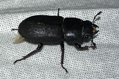 <i>Dorcus parallelipipedus</i>