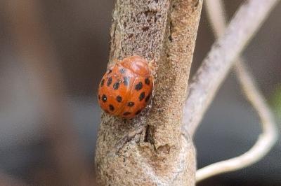 <i>Subcoccinella vigintiquatuorpunctata</i>