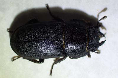 <i>Dorcus parallelipipedus</i>