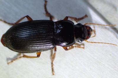 <i>Pseudoophonus rufipes</i>