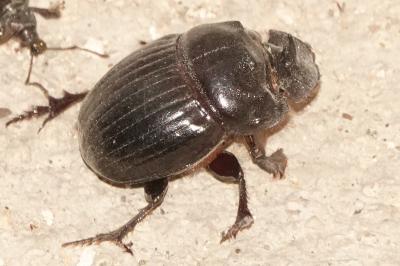 <i>Copris lunaris</i>