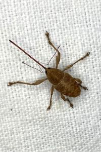 <i>Curculio elephas</i>