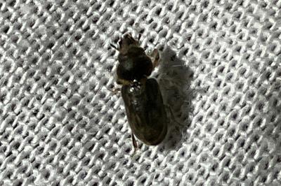 <i>Heterocerus</i>