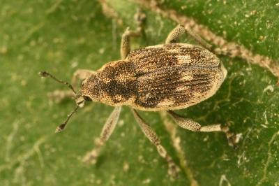 <i>Rhinoncus albicinctus</i>