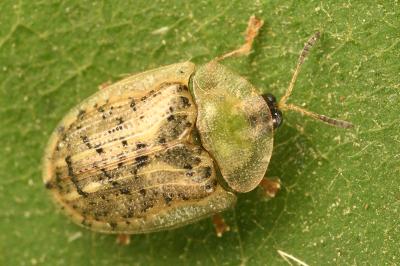 <i>Cassida nebulosa</i>