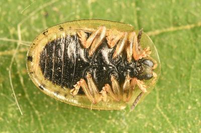 <i>Cassida nebulosa</i>
