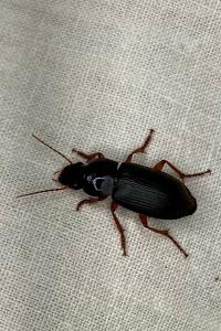 <i>Pseudoophonus rufipes</i>