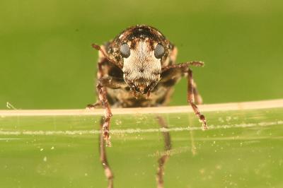 <i>Dissoleucas niveirostris</i>