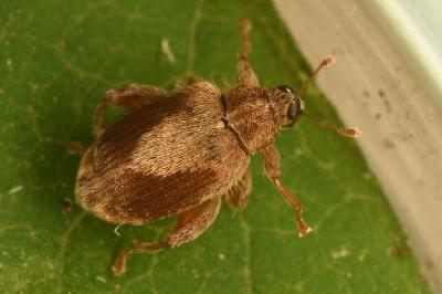 <i>Orchestes quercus</i>