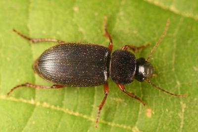 <i>Ophonus ardosiacus</i>