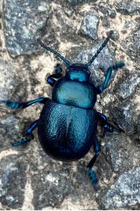 <i>Timarcha goettingensis</i>