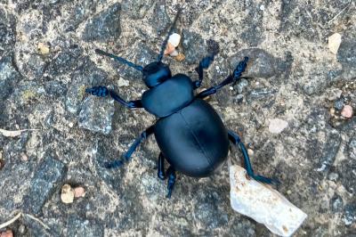 <i>Timarcha tenebricosa</i>