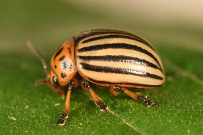 <i>Leptinotarsa decemlineata</i>
