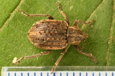 <i>Brachypera zoilus</i>