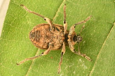 <i>Brachypera zoilus</i>