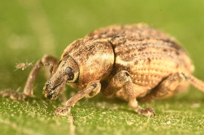 <i>Brachypera zoilus</i>