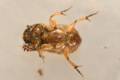 <i>Euoniticellus fulvus</i>