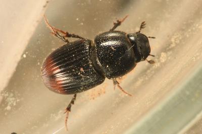 <i>Otophorus haemorrhoidalis</i>