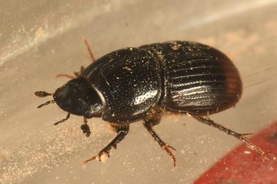 <i>Otophorus haemorrhoidalis</i>