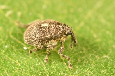 <i>Glocianus distinctus</i>