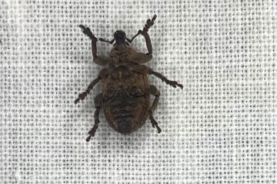<i>Brachypera zoilus</i>