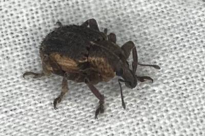 <i>Brachypera zoilus</i>