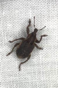 <i>Brachypera zoilus</i>