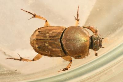<i>Euoniticellus fulvus</i>