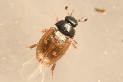 <i>Cercyon quisquilius</i>