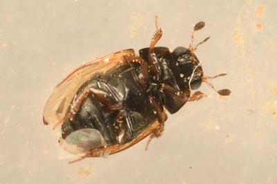 <i>Cercyon quisquilius</i>