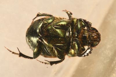 <i>Onthophagus coenobita</i>
