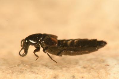 <i>Aleochara tristis</i>