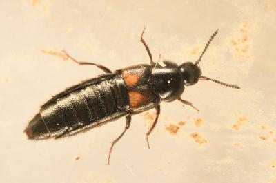 <i>Aleochara tristis</i>