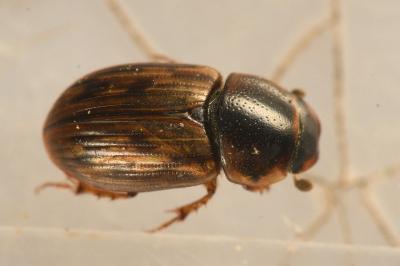 Volinus sticticus