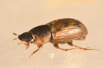 <i>Volinus sticticus</i>