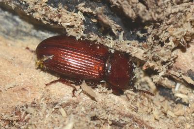 <i>Uloma culinaris</i>