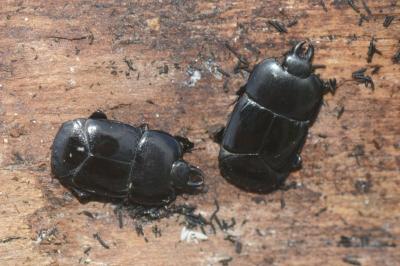 <i>Hololepta plana</i>
