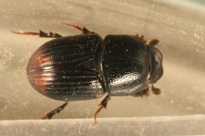 <i>Otophorus haemorrhoidalis</i>