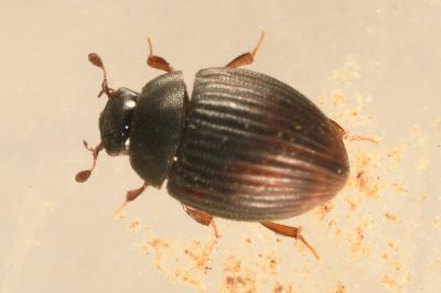 <i>Cryptopleurum crenatum</i>