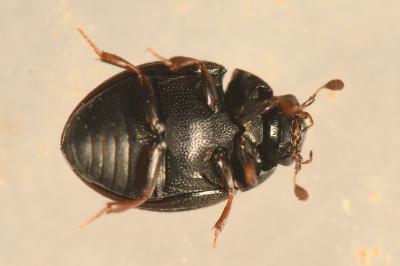 <i>Cryptopleurum crenatum</i>