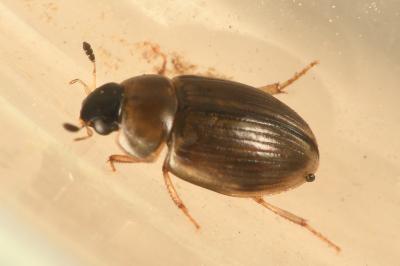 <i>Cercyon laminatus</i>