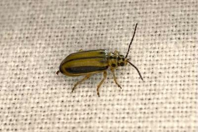 <i>Xanthogaleruca luteola</i>